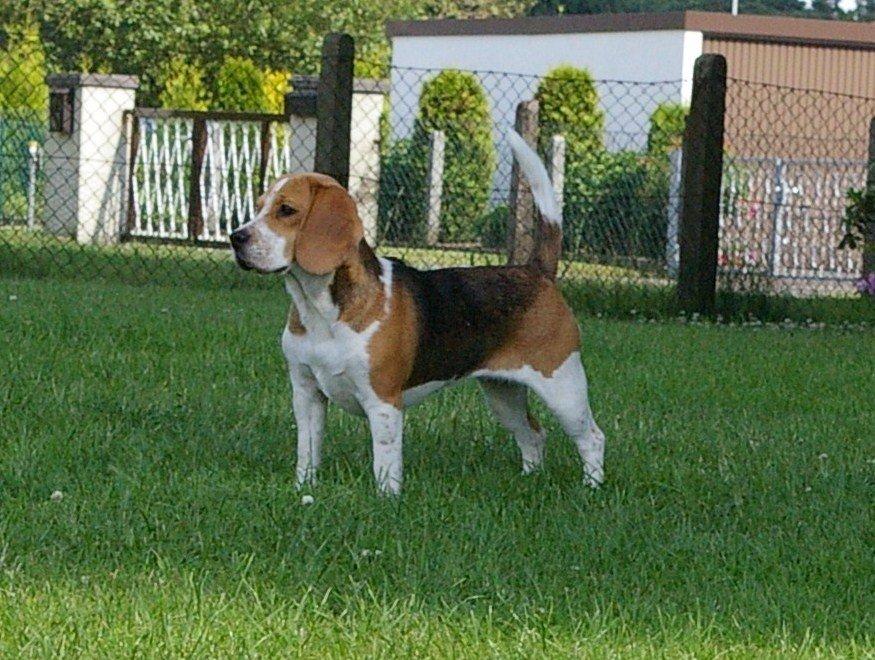 Beagle Odetta